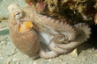 Common Octupus, picture taken in Palm Beach County, Florida.