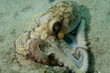 Common Octupus, picture taken in Palm Beach County, Florida.