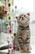 pretty kitten