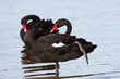 Western Australian Black Swan