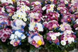 Blumenhandel