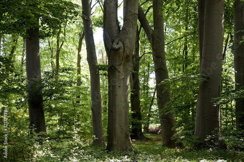 Photo: Wald und Wiese 13 Wald und Wiese 13