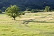 tree and meadow tree and meadow