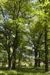Waldspaziergang