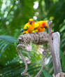 Sun Conure