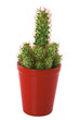 cactus in a red pot