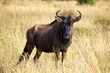 Blue Wildebeest