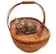 British kitten