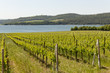 lago di Corbara; Umbria; lago di Corbara; Umbria;