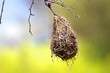 Weaver nest