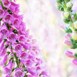 Spring Summer Digitalis Or Fox...