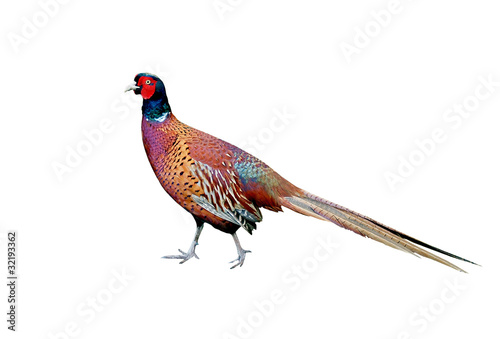 Foto: Beautiful Cock Pheasant Beautiful Cock Pheasant