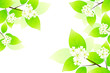 Green leaves and flowers