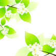 Green leaves and flowers