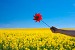 hand with pinwheel  in a field of yellow rape against the blue s