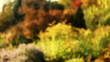 Autumnal colors in park