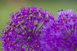 Blütendetail Macro © Matthias Buehner