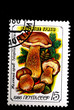 Tylopilus feleeus mushroom