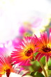 Sommerblumen