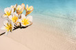 Plage et lagon, frangipanier
