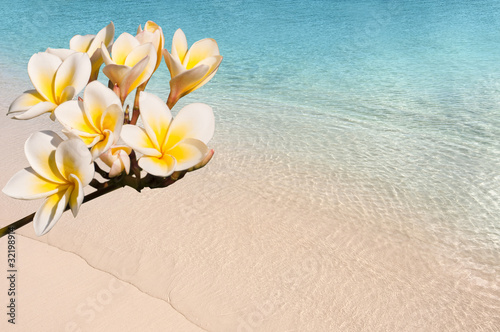 Photo: Plage et lagon, frangipanier Plage et lagon, frangipanier