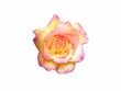 Une Rose jaune