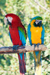 Laughing parrots