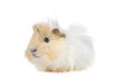 Foto: Guinea Pig Guinea Pig