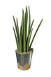 sanseveria