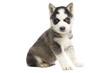Siberian Husky Puppy