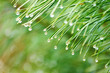 Rain on the conifer