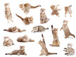 striped British cat and kitten isolated set striped British cat and kitten isolated set