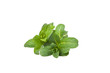 Mint leaf