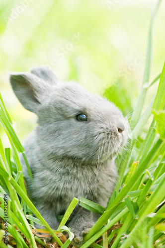 Photo: rabbit rabbit