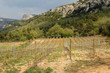 vignes à Trets en Provence