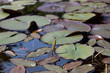 Nénuphars et autres plantes aquatiques avec une petite libellule