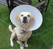 poorly pet dog