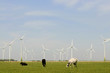 Rinder vor Windpark