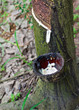 Milk of rubber tree