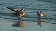four gulls four gulls
