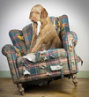 Dog demolishes chair