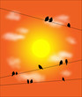 bird on the wires