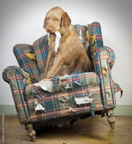 Photo: Dog demolishes chair Dog demolishes chair
