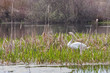swan