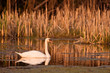 swan