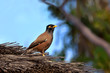 Acridotheres Tristis or Common Myna