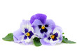Pansy
