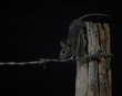 Wood mouse on barbed wire fence