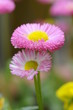Gänseblümchen