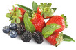 Frutti di Bosco